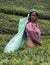 Tea Picker looking towards the camera