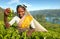 Tea picker at a plantation in Sri Lanka