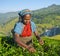 Tea Picker Woman Picks Leaves