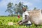 Tea Picker. Woman in tea plantation picking the young tea leaves. Collecting tea in farm land, Uganda