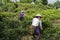 Tea pickers on Chinese tea plantation