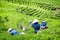 Tea pickers collecting fresh green tea leaves on plantation