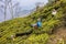 Tea pickers of darjeeling