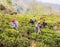 Tea pickers of darjeeling