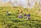 Tea pickers of darjeeling