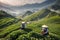 Tea pickers. The illustration shows girls harvesting crops on a plantation. In the foreground, a woman in a national costume