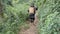 Tea pickers walk to tea plantation in Vietnam