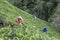 Tea pickers at work on the Maskeliya Plantations Mousakellie Estate, near Adams Peak in Sri Lanka.