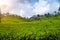 Tea planation