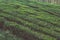tea plant bushes rows on a tea plantation