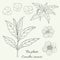 Tea plant camellia sinensis 3