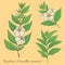 Tea plant camellia sinensis 4