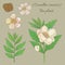 Tea plant camellia sinensis 5