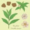 Tea plant camellia sinensis 6