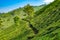 Tea plantages in Munnar