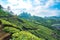 Tea plantages in Munnar