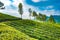 Tea plantages in Munnar