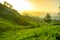 Tea plantages in Munnar, Kerala, India