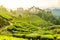 Tea plantages in Munnar, Kerala, India