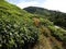 Tea plantantions Cameron Highlands