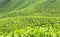 Tea plantation