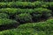 Tea plantation