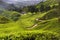 Tea plantation