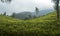 Tea Plantation in Bandung