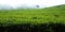 Tea Plantation in Bandung Indonesia