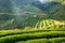 Tea plantation beautiful landscape famous