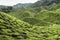 Tea Plantation, Cameron Highland, Malaysia