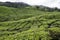 Tea Plantation, Cameron Highland, Malaysia