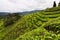 Tea plantation in the Cameron Highlands