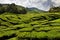 Tea plantation in the Cameron Highlands