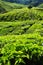 Tea plantation in the Cameron Highlands