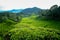 Tea Plantation, Cameron Highlands