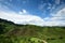 Tea Plantation at Cameron Highlands