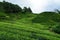 Tea Plantation at Cameron Highlands