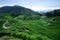 Tea Plantation at Cameron Highlands