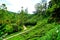 Tea plantation in the Cameron Highlands Malaysia