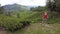 tea plantation of Cameron Highlands in Malaysia