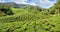 Tea plantation Cameron highlands, Malaysia