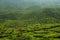 Tea Plantation at Cameron Highlands, Malaysia