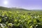 Tea Plantation Cameroon