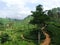 Tea plantation in central Sri Lanka