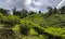 Tea Plantation Ceylon Green
