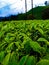 tea plantation ciwidey