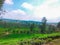 Tea plantation, ciwidey indonesia