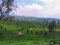 Tea plantation, ciwidey indonesia