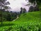Tea plantation, ciwidey indonesia